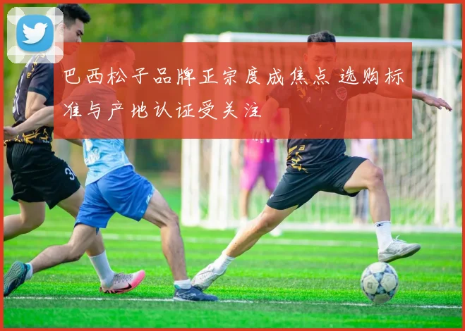 巴西松子品牌正宗度成焦点 选购标准与产地认证受关注